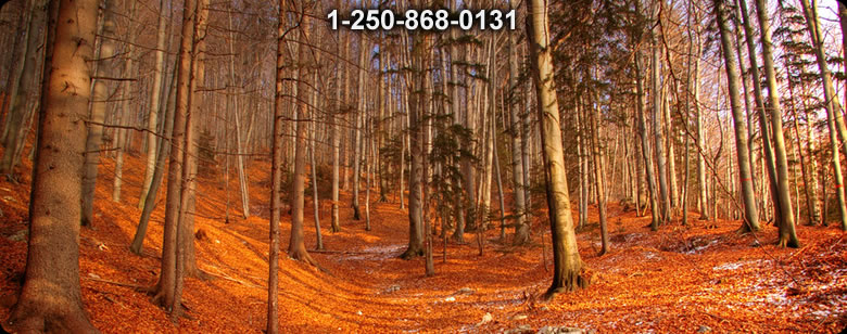 Bushcraft Canada photo