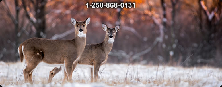 Bushcraft Canada photo