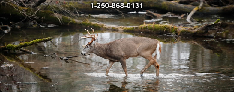 Bushcraft Canada photo