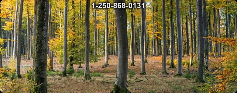 Bushcraft Canada photo