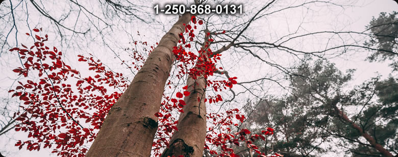 Bushcraft Canada photo